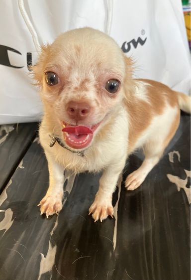 ชิวาวา วัคซีนครบ รูปที่ 3