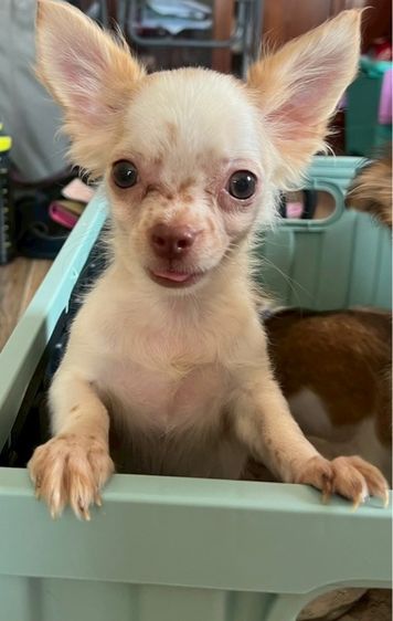 ชิวาวา วัคซีนครบ