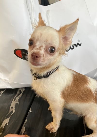 ชิวาวา วัคซีนครบ รูปที่ 2