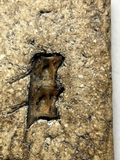 พระสมเด็จวัดระฆังพิมพ์ใหญ่ิ หลังก้างปลา ส่งตามรูป (109) รูปที่ 8