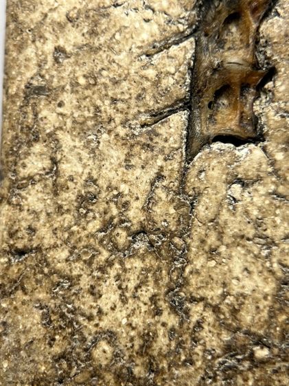 พระสมเด็จวัดระฆังพิมพ์ใหญ่ิ หลังก้างปลา ส่งตามรูป (109) รูปที่ 10