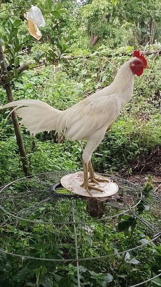 ลูกไก่รุ่นกระทงเล็กสายพม่าตีหูตีตา ตีหักตีชัก มีคลิปเหล่านี้ให้ดู สีขาวหายากพัฒนาสายพันธุ์แล้ว ตีเก่ง ทนทุกสภาวะ รอยสวย2.4ขึ้นไป รูปที่ 2