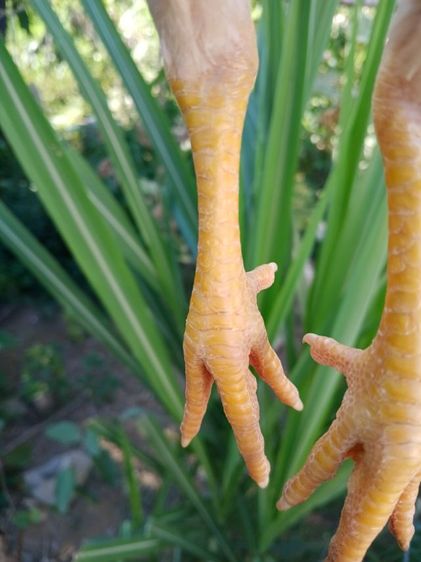 ลูกไก่รุ่นกระทงเล็กสายพม่าตีหูตีตา ตีหักตีชัก มีคลิปเหล่านี้ให้ดู สีขาวหายากพัฒนาสายพันธุ์แล้ว ตีเก่ง ทนทุกสภาวะ รอยสวย2.4ขึ้นไป รูปที่ 6