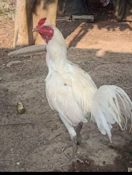 ลูกไก่รุ่นกระทงเล็กสายพม่าตีหูตีตา ตีหักตีชัก มีคลิปเหล่านี้ให้ดู สีขาวหายากพัฒนาสายพันธุ์แล้ว ตีเก่ง ทนทุกสภาวะ รอยสวย2.4ขึ้นไป รูปที่ 9