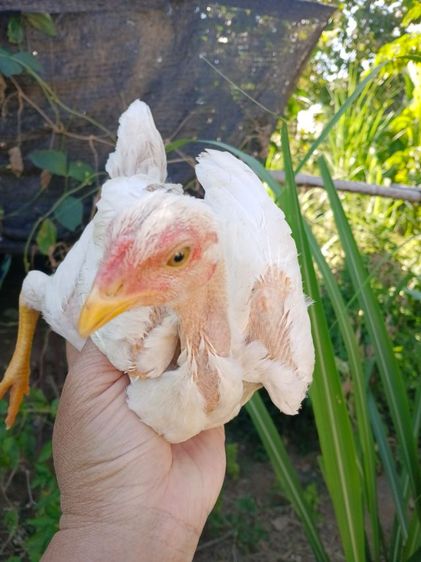 ลูกไก่รุ่นกระทงเล็กสายพม่าตีหูตีตา ตีหักตีชัก มีคลิปเหล่านี้ให้ดู สีขาวหายากพัฒนาสายพันธุ์แล้ว ตีเก่ง ทนทุกสภาวะ รอยสวย2.4ขึ้นไป รูปที่ 7