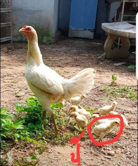 ลูกไก่รุ่นกระทงเล็กสายพม่าตีหูตีตา ตีหักตีชัก มีคลิปเหล่านี้ให้ดู สีขาวหายากพัฒนาสายพันธุ์แล้ว ตีเก่ง ทนทุกสภาวะ รอยสวย2.4ขึ้นไป รูปที่ 5