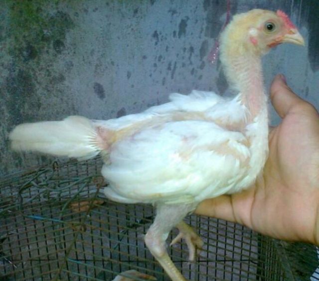 ลูกไก่รุ่นกระทงเล็กสายพม่าตีหูตีตา ตีหักตีชัก มีคลิปเหล่านี้ให้ดู สีขาวหายากพัฒนาสายพันธุ์แล้ว ตีเก่ง ทนทุกสภาวะ รอยสวย2.4ขึ้นไป