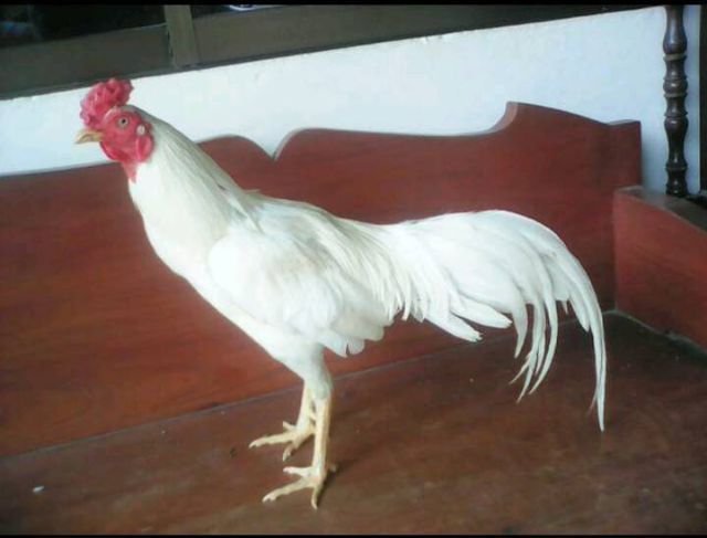 ลูกไก่รุ่นกระทงเล็กสายพม่าตีหูตีตา ตีหักตีชัก มีคลิปเหล่านี้ให้ดู สีขาวหายากพัฒนาสายพันธุ์แล้ว ตีเก่ง ทนทุกสภาวะ รอยสวย2.4ขึ้นไป รูปที่ 3