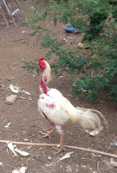 ลูกไก่รุ่นกระทงเล็กสายพม่าตีหูตีตา ตีหักตีชัก มีคลิปเหล่านี้ให้ดู สีขาวหายากพัฒนาสายพันธุ์แล้ว ตีเก่ง ทนทุกสภาวะ รอยสวย2.4ขึ้นไป รูปที่ 8