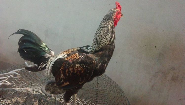 ลูกไก่รุ่นกระทงเล็ก พม่าสายม้าล่อ ตีหูตีตาตัวล่ะ180สนใจทักได้ รูปที่ 10