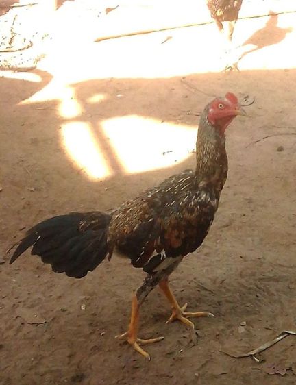 ลูกไก่รุ่นกระทงเล็ก พม่าสายม้าล่อ ตีหูตีตาตัวล่ะ180สนใจทักได้ รูปที่ 8