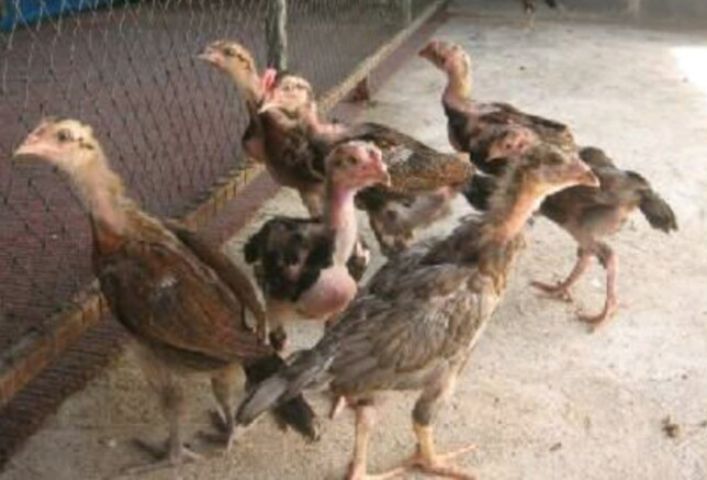 ลูกไก่รุ่นกระทงเล็ก พม่าสายม้าล่อ ตีหูตีตาตัวล่ะ180สนใจทักได้ รูปที่ 4