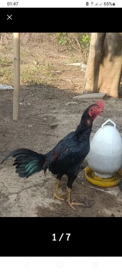 ลูกไก่รุ่นกระทงเล็ก พม่าสายม้าล่อ ตีหูตีตาตัวล่ะ180สนใจทักได้ รูปที่ 9