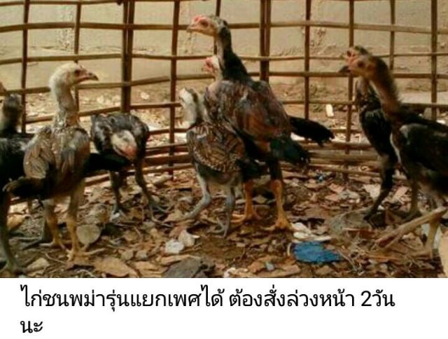 ลูกไก่รุ่นกระทงเล็ก พม่าสายม้าล่อ ตีหูตีตาตัวล่ะ180สนใจทักได้ รูปที่ 6