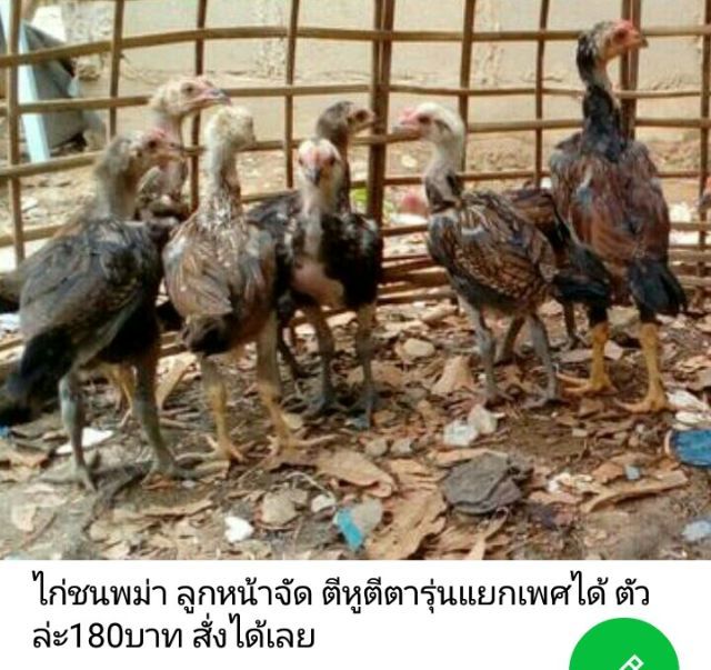 ลูกไก่รุ่นกระทงเล็ก พม่าสายม้าล่อ ตีหูตีตาตัวล่ะ180สนใจทักได้ รูปที่ 5