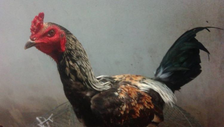 ลูกไก่รุ่นกระทงเล็ก พม่าสายม้าล่อ ตีหูตีตาตัวล่ะ180สนใจทักได้ รูปที่ 12