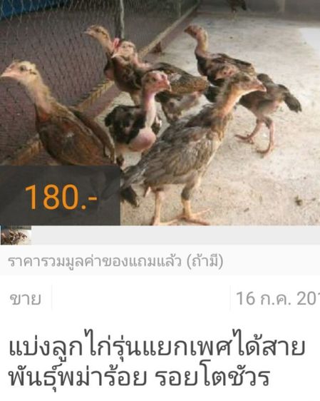 ลูกไก่รุ่นกระทงเล็ก พม่าสายม้าล่อ ตีหูตีตาตัวล่ะ180สนใจทักได้ รูปที่ 7
