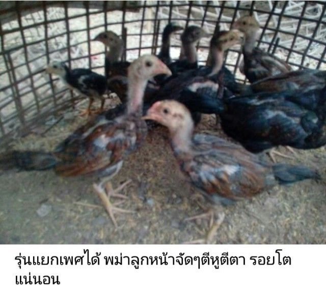 ลูกไก่รุ่นกระทงเล็ก พม่าสายม้าล่อ ตีหูตีตาตัวล่ะ180สนใจทักได้ รูปที่ 2