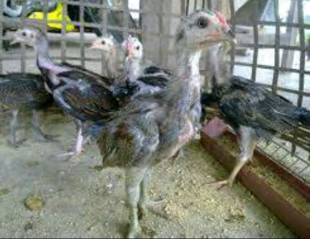 ลูกไก่รุ่นกระทงเล็ก พม่าสายม้าล่อ ตีหูตีตาตัวล่ะ180สนใจทักได้ รูปที่ 3