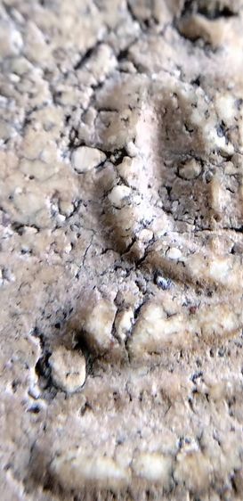 พระสมเด็จ วัดระฆัง บางขุนพรหม วัดเกศไชโย หลวงปู่ภู หลวงปู่นาค รูปที่ 2