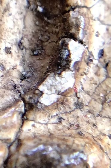 พระสมเด็จ วัดระฆัง บางขุนพรหม วัดเกศไชโย หลวงปู่ภู หลวงปู่นาค รูปที่ 16