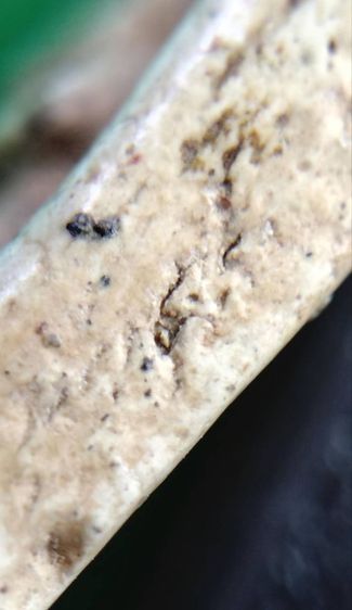 พระสมเด็จ วัดระฆัง บางขุนพรหม วัดเกศไชโย หลวงปู่ภู หลวงปู่นาค รูปที่ 12