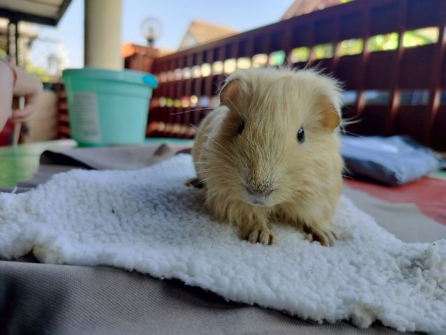 แกสบี้ สีครีม เพศชาย รูปที่ 6