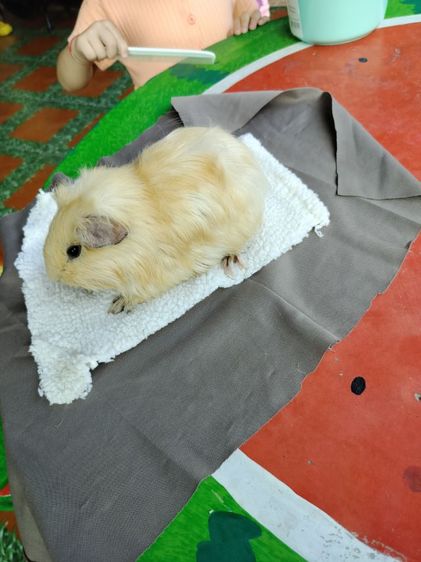 แกสบี้ สีครีม เพศชาย