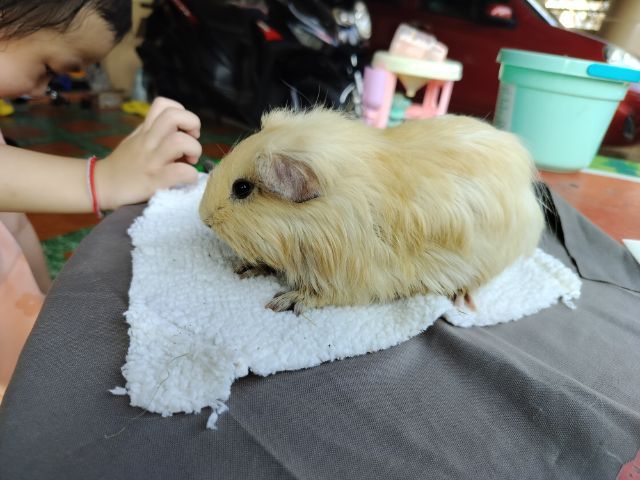 แกสบี้ สีครีม เพศชาย รูปที่ 9