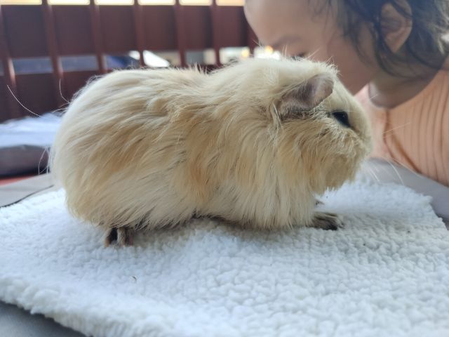 แกสบี้ สีครีม เพศชาย รูปที่ 2