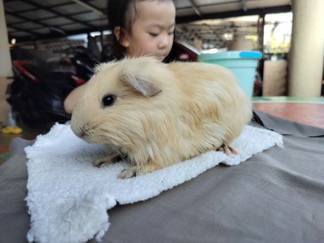 แกสบี้ สีครีม เพศชาย รูปที่ 10