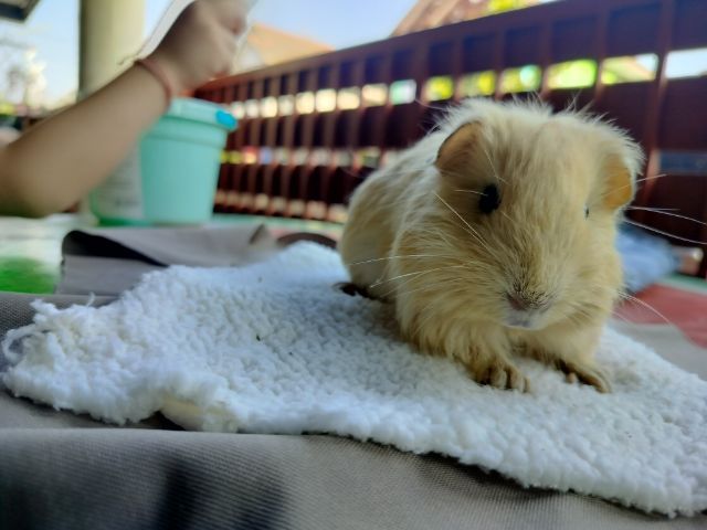 แกสบี้ สีครีม เพศชาย รูปที่ 7