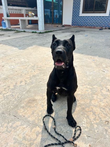 พรีซา คานาริโอ รูปที่ 4