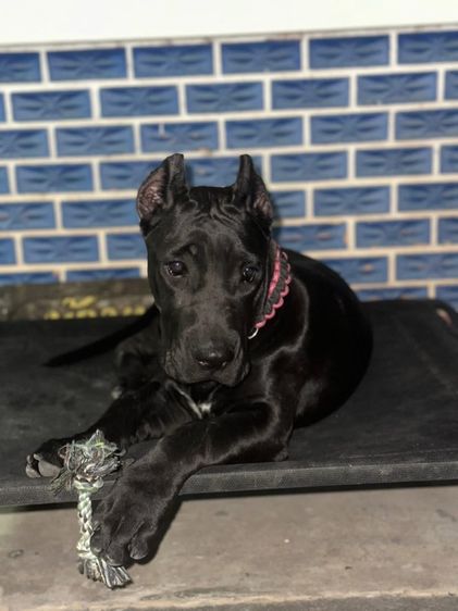 พรีซา คานาริโอ รูปที่ 2