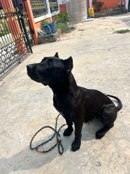 พรีซา คานาริโอ รูปที่ 5