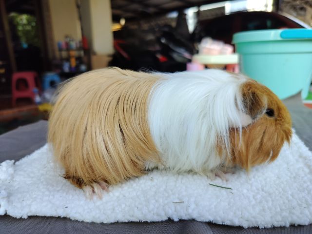 แกสบี้ ขนยาว เพศชาย  รูปที่ 7