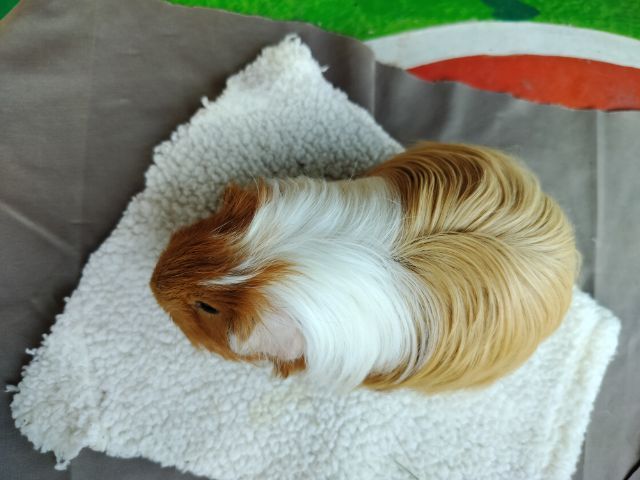 แกสบี้ ขนยาว เพศชาย  รูปที่ 2