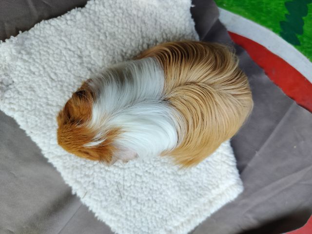 แกสบี้ ขนยาว เพศชาย  รูปที่ 4