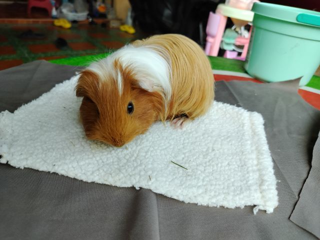 แกสบี้ ขนยาว เพศชาย  รูปที่ 8