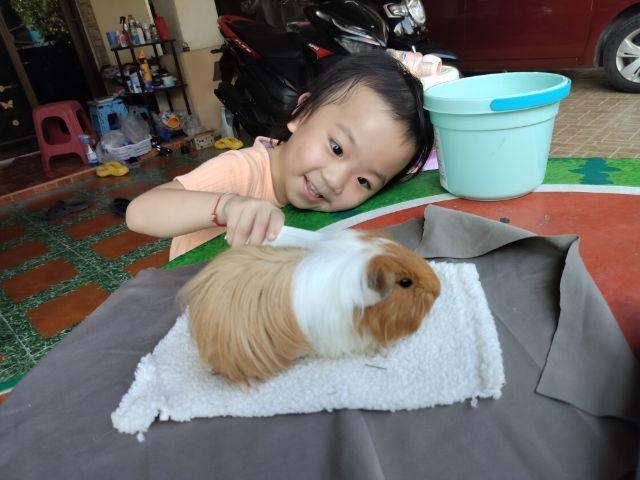 แกสบี้ ขนยาว เพศชาย  รูปที่ 9