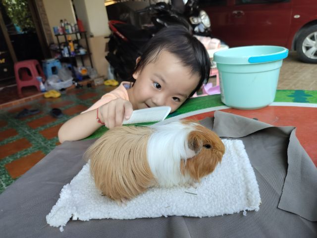 แกสบี้ ขนยาว เพศชาย  รูปที่ 6