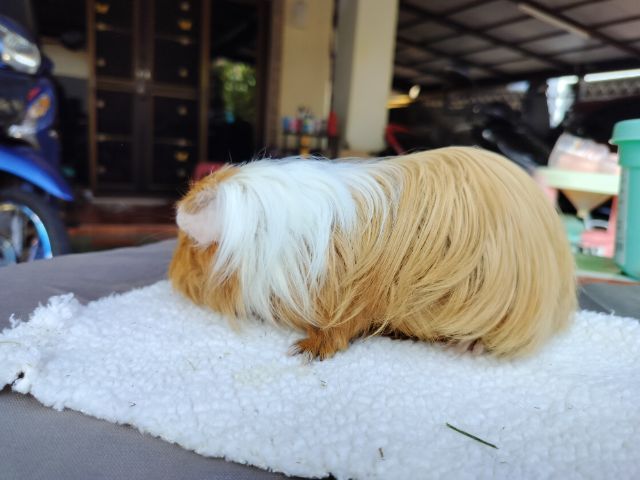 แกสบี้ ขนยาว เพศชาย  รูปที่ 3