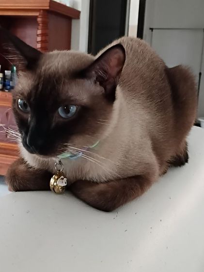 เป้นเพศผุ้  ตาสีฟ้า ทำหมันแล้ว ขายเพราะจะย้ายไปอยุ่คอนโด แถม ทราบ