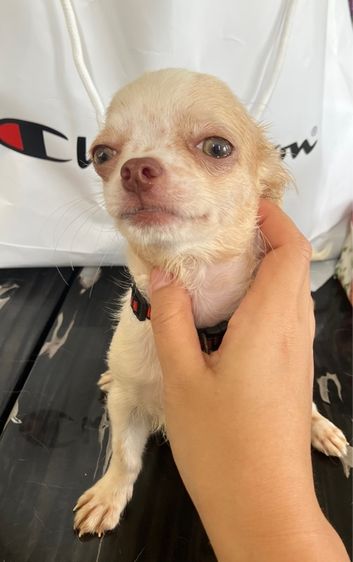 ชิวาวา 4เดือน ชาย วัคซีนครบ รูปที่ 3