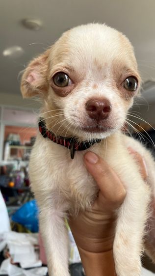 ชิวาวา 4เดือน ชาย วัคซีนครบ รูปที่ 4