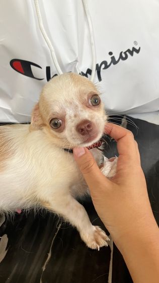 ชิวาวา 4เดือน ชาย วัคซีนครบ รูปที่ 2