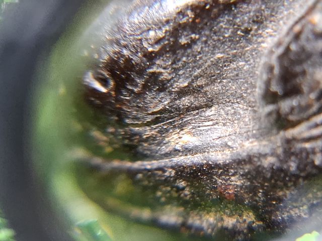 จุ่มรักปิดทองเนื้อผงคลุกรักเก่า เห็นเศษทองเก่ากระจายตามซอกพระ ไม่ทราบที่ รูปที่ 3