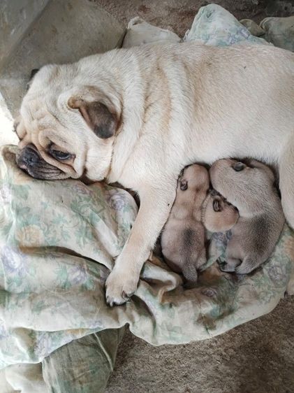 ปั๊ก (Pug) กลาง ขายลูกสุนัขพันธ์ุปั๊ก