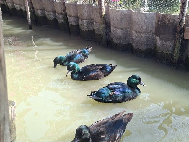 ลูกเป็ดแบลคอิส อินดี