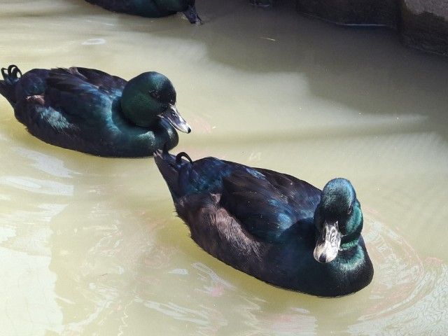 ลูกเป็ดแบลคอิส อินดี รูปที่ 2